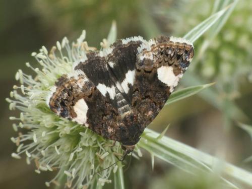 Tyta luctuosa